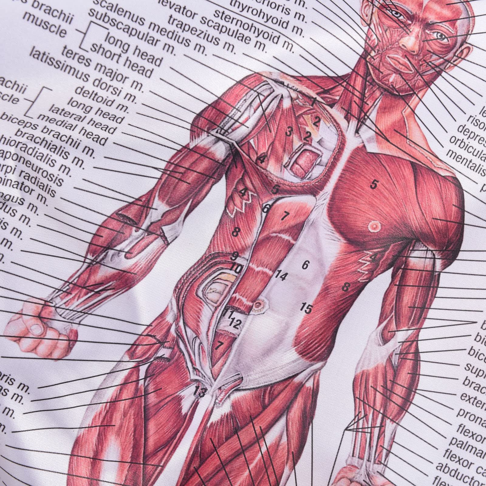 Amazon.co.jp: 人体解剖学ポスター 2 パック、人体筋肉 + 人体骨格